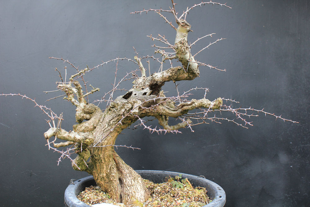 wildwoodbonsai Bonsai Association Belgium 2012