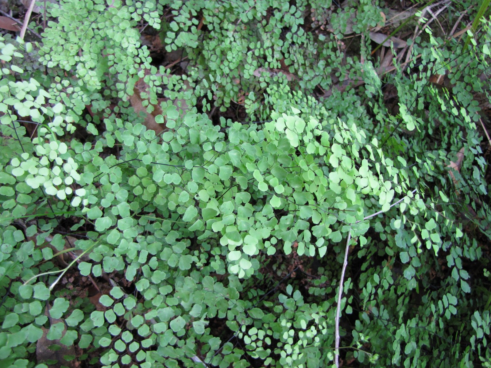 Sydney's Wildflowers and Native Plants Adiantum aethiopicum Common