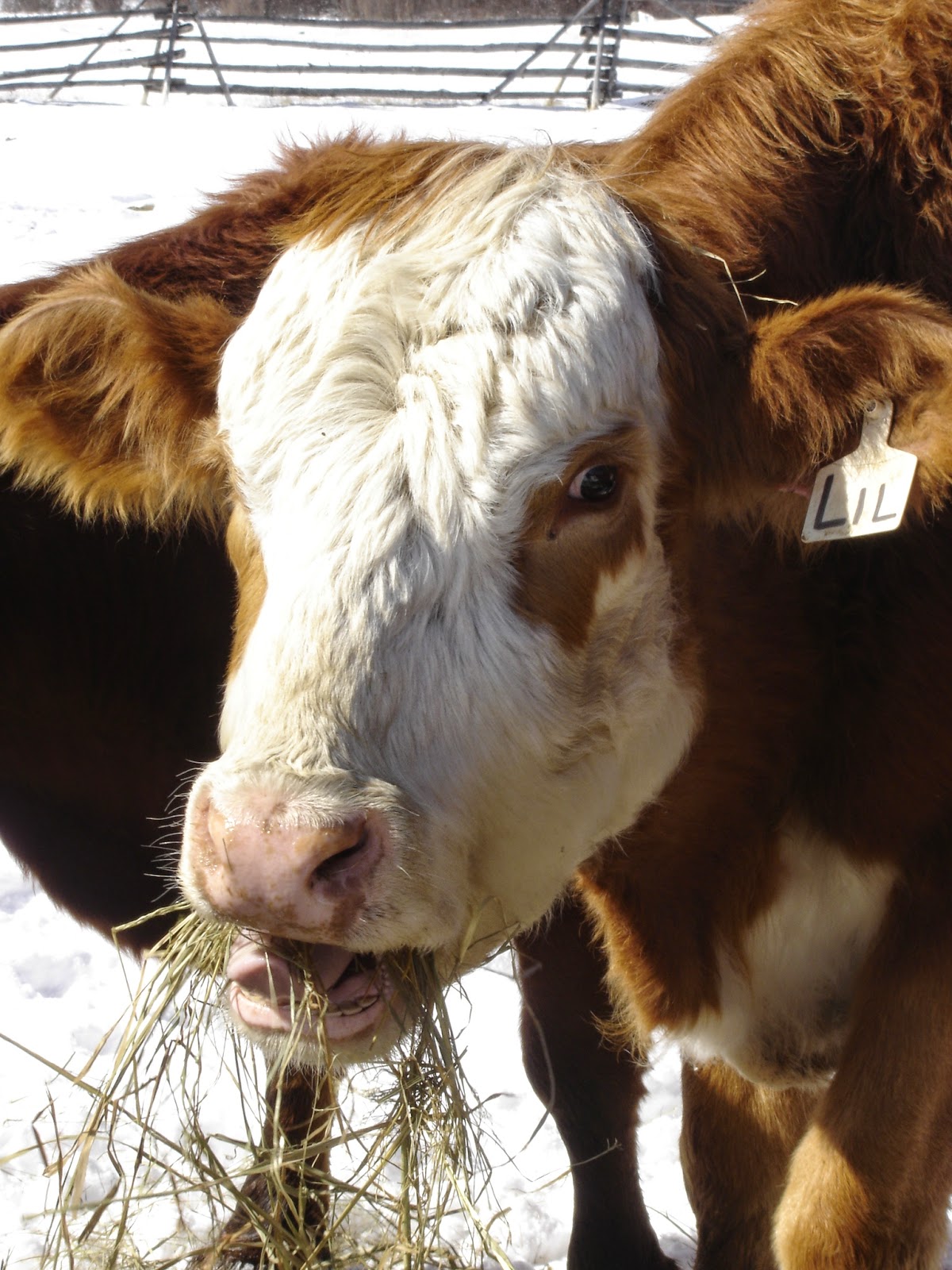 Mountains Beyond The Cows Where did Toni come from?