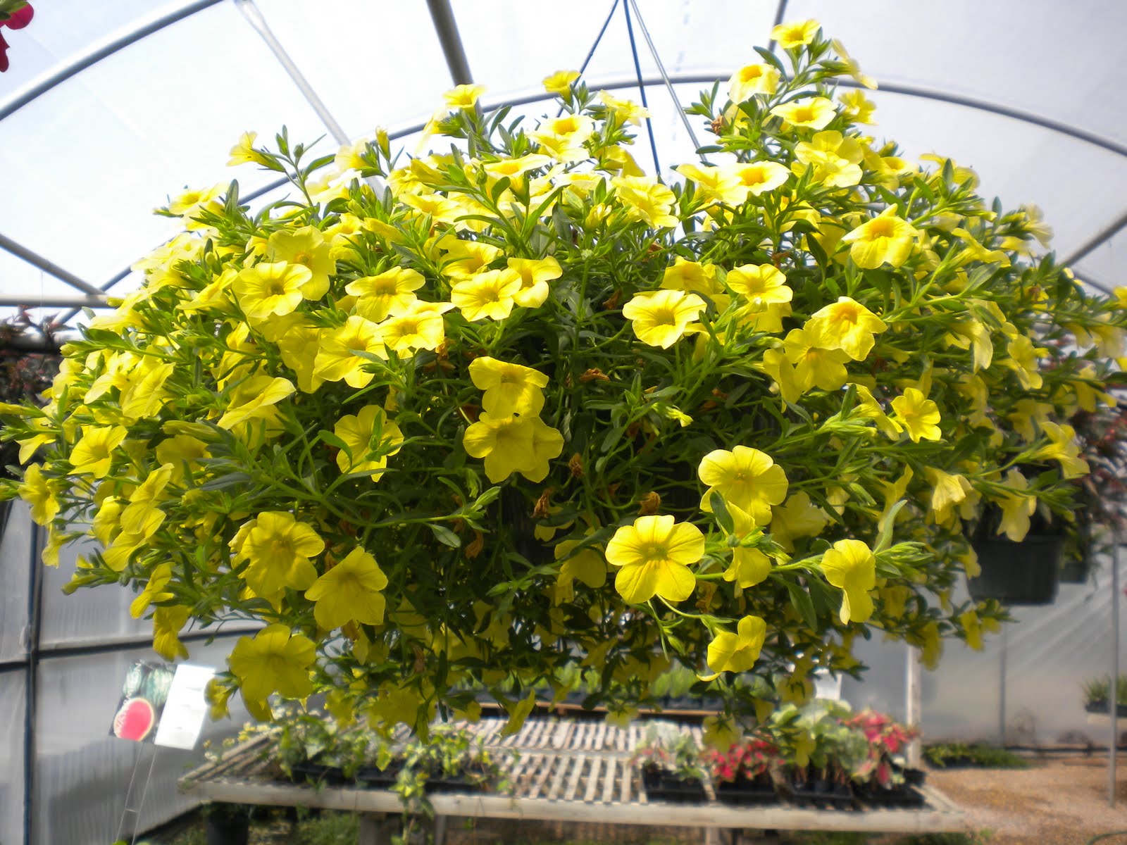 W.O.Bearden/Southern Shade Nursery Million Bells