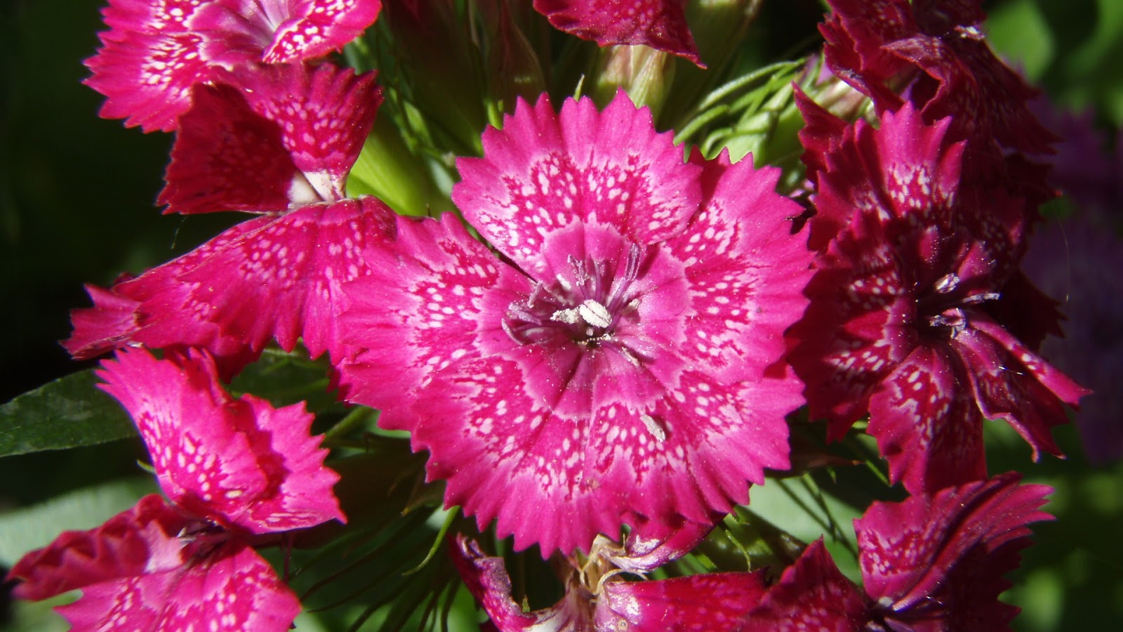 Beautiful Flowers Full HD 1080p | HD Wallpapers (High Definition