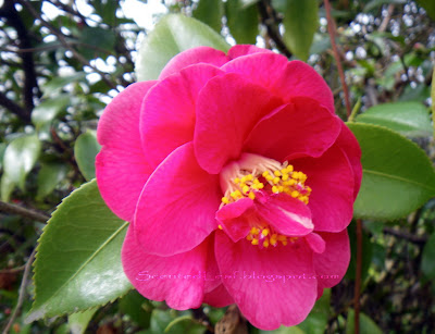 Camellia Aunt Mavis in The Ted & Mary Greig Rhododendron Garden' title=