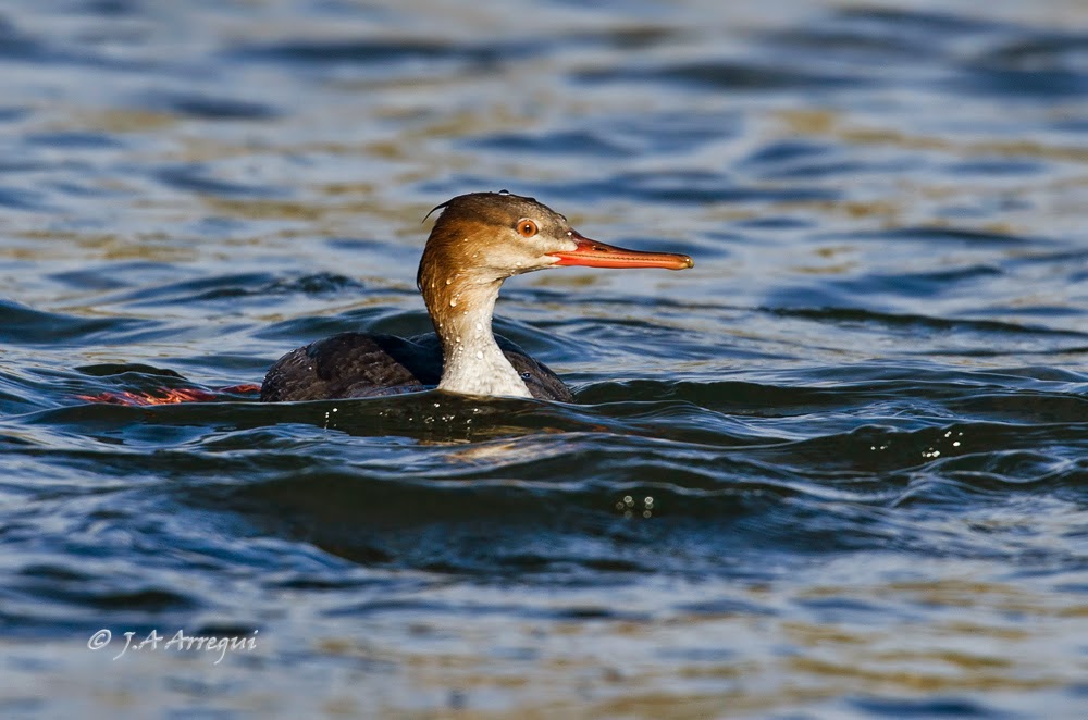 Serreta mediana, Mergus serrator, Red-breasted Merganser Serreta mediana, Mergus serrator, Red-breasted Merganser