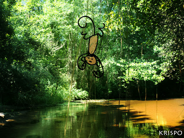 lianas y arboles dentro del lago leon