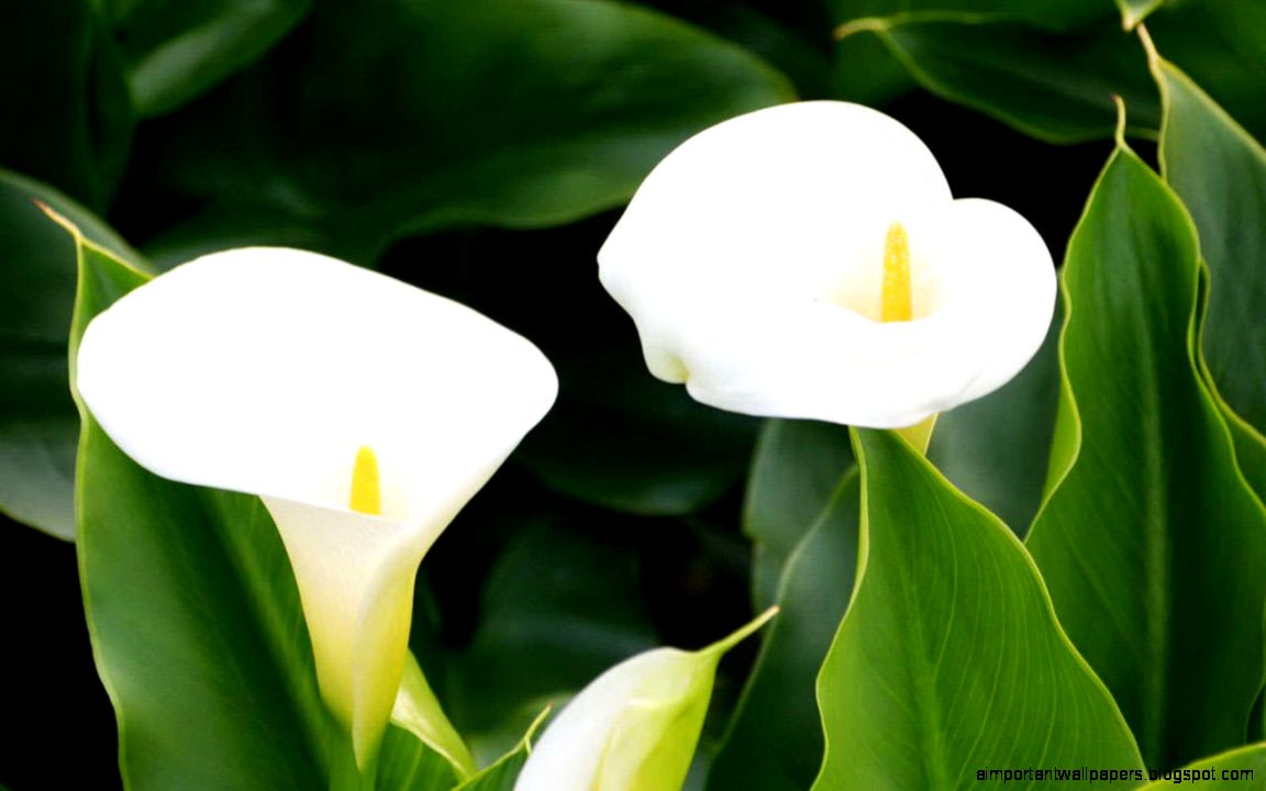 Cute Calla Flower HD Wallpapers Cute Calla Flower HD Wallpapers