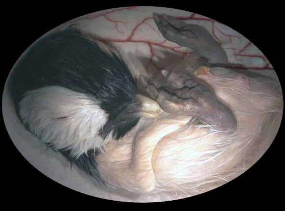 animals inside womb