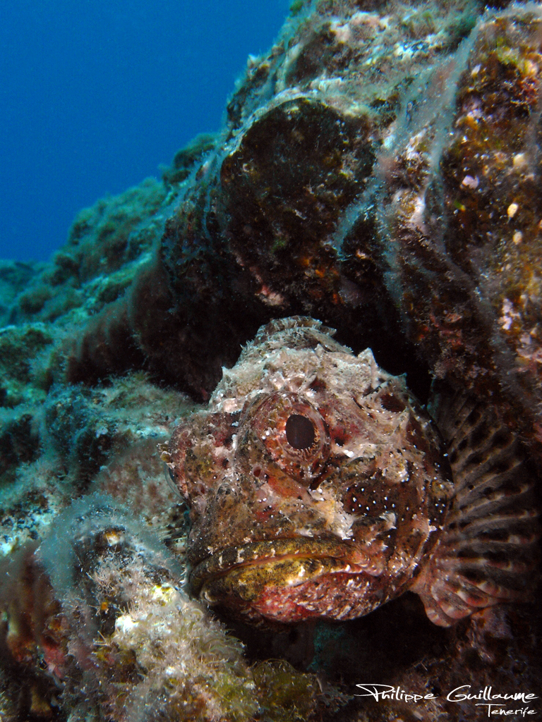 real monstrosities black scorpionfish