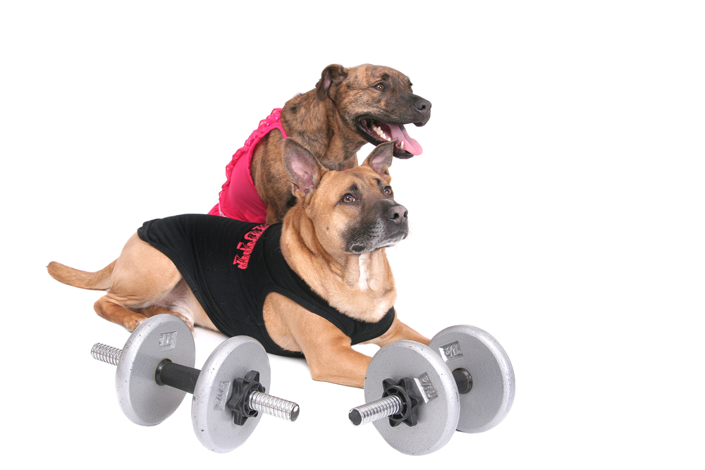 Exercising Dog Video Exercising Dog Video