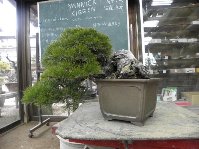 Yamabonsai Shunkaen working on a Black pine with reverse taper.