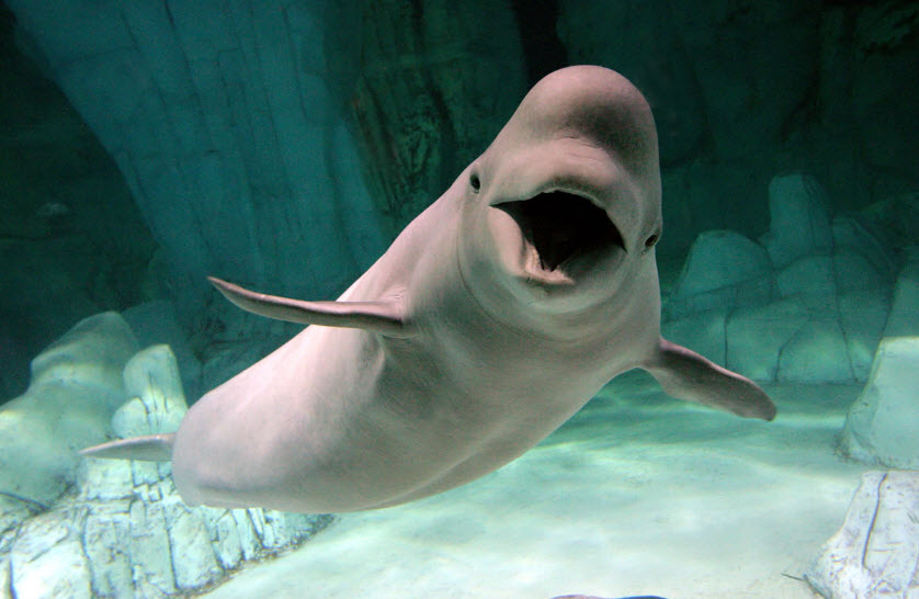 Animal You: Beluga Whale