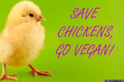 SAVE CHICKS. GO VEG (no carne, no uova che gettano via i pulcini maschi e no latte)