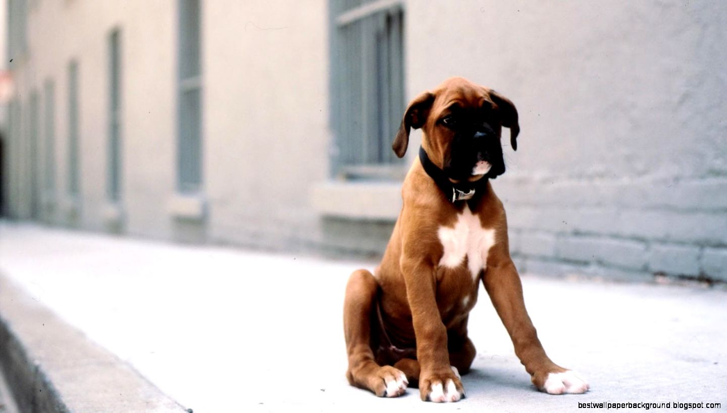 Boxer Dog HD Live Wallpaper Android Apps on Google Play Boxer Dog HD Live Wallpaper Android Apps on Google Play