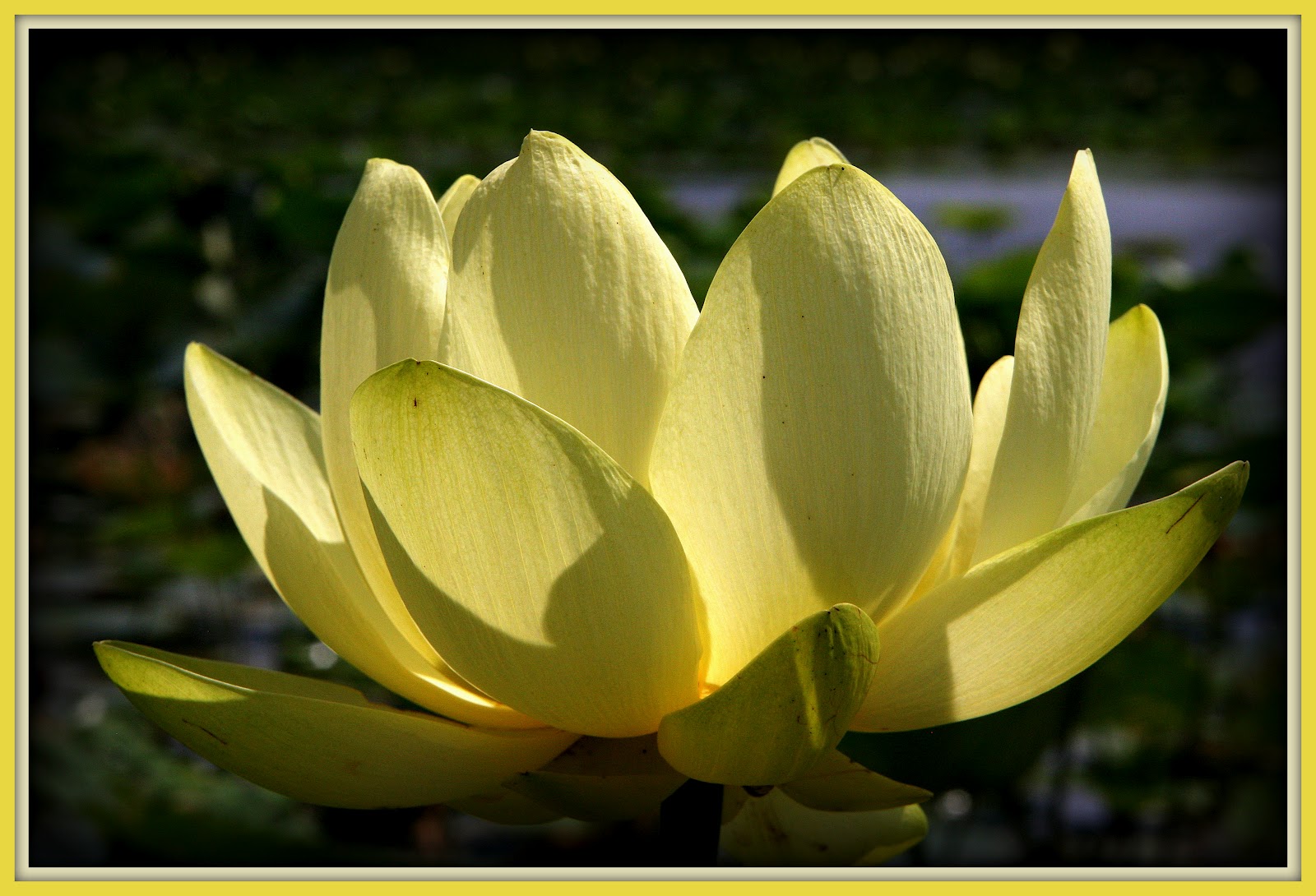 Walk With Father Nature American Lotus