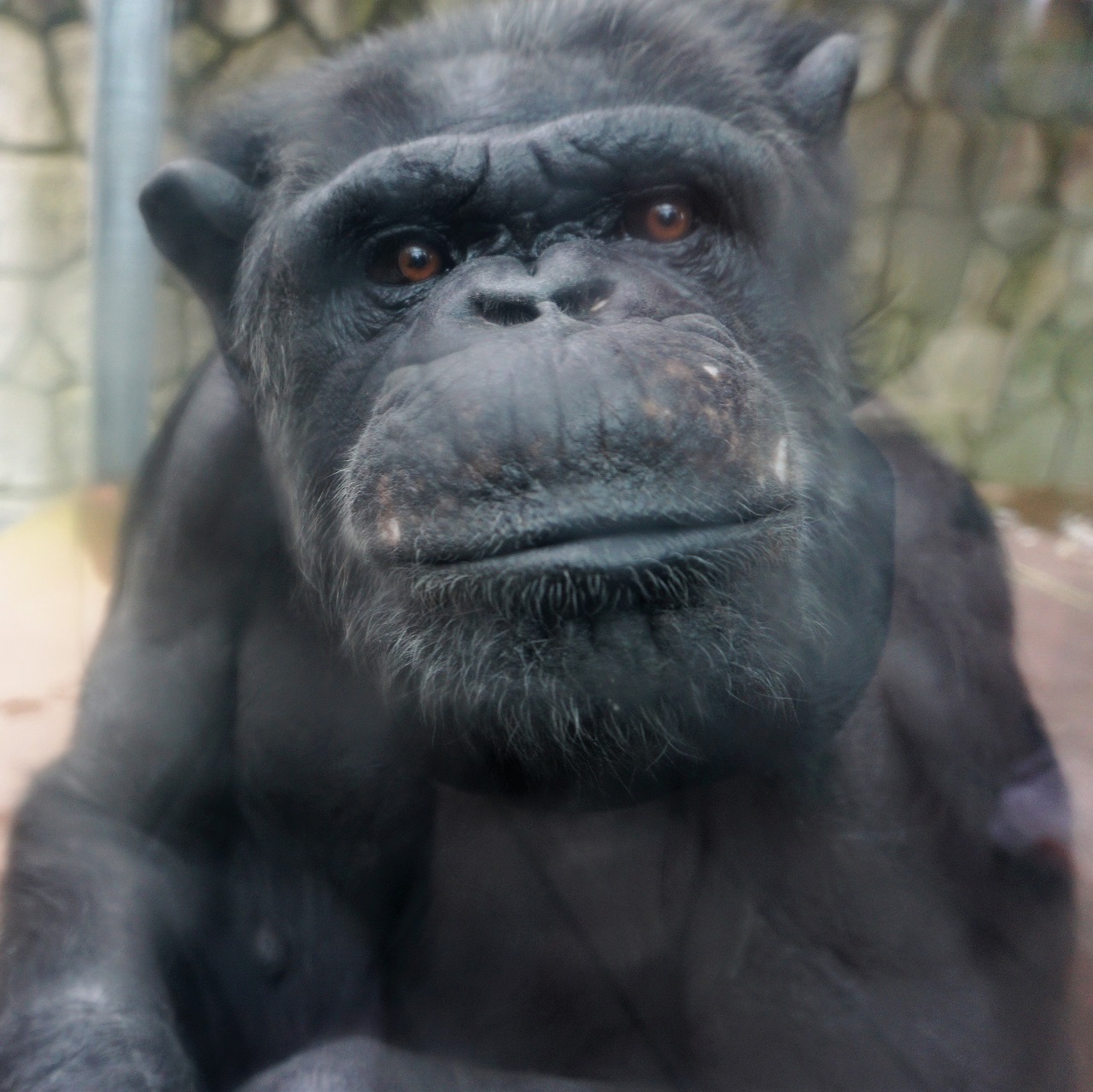 福岡市動物園ブログ 動物好きなおとなのためのイベントのご案内です