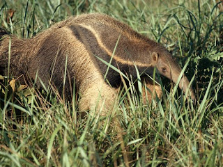 Anteater habitat picture