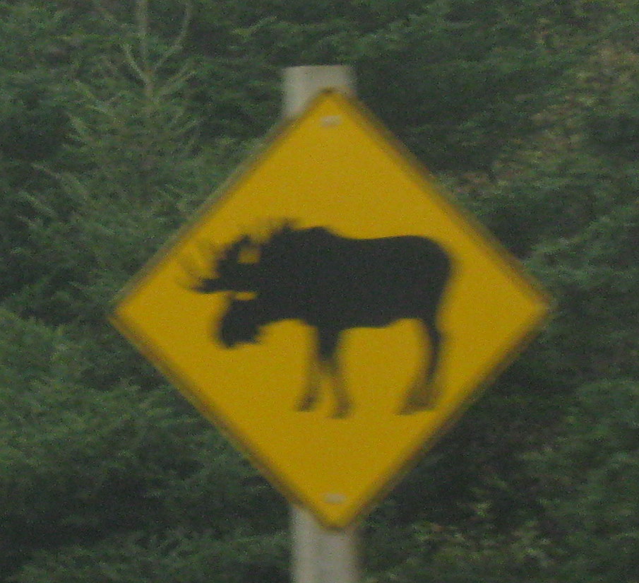 animal crossing signs everywhere the road goes