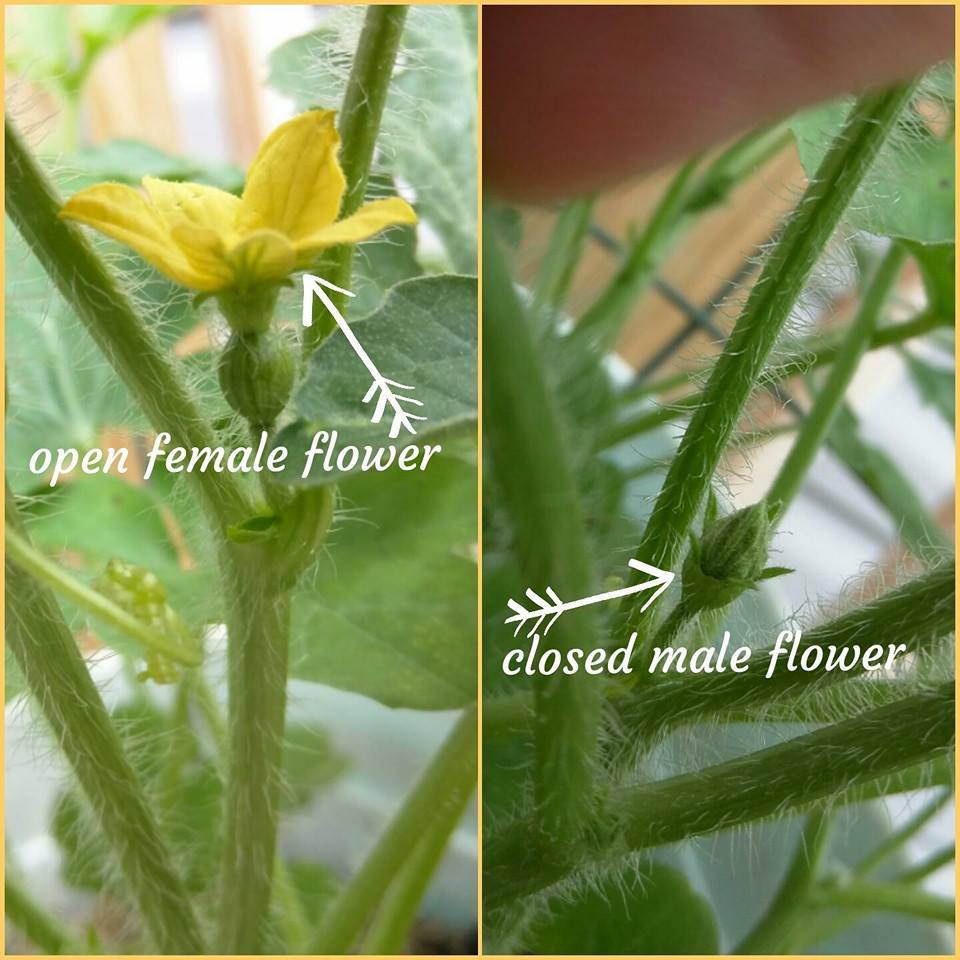 List 92+ Pictures Male And Female Cantaloupe Flowers Pictures Latest