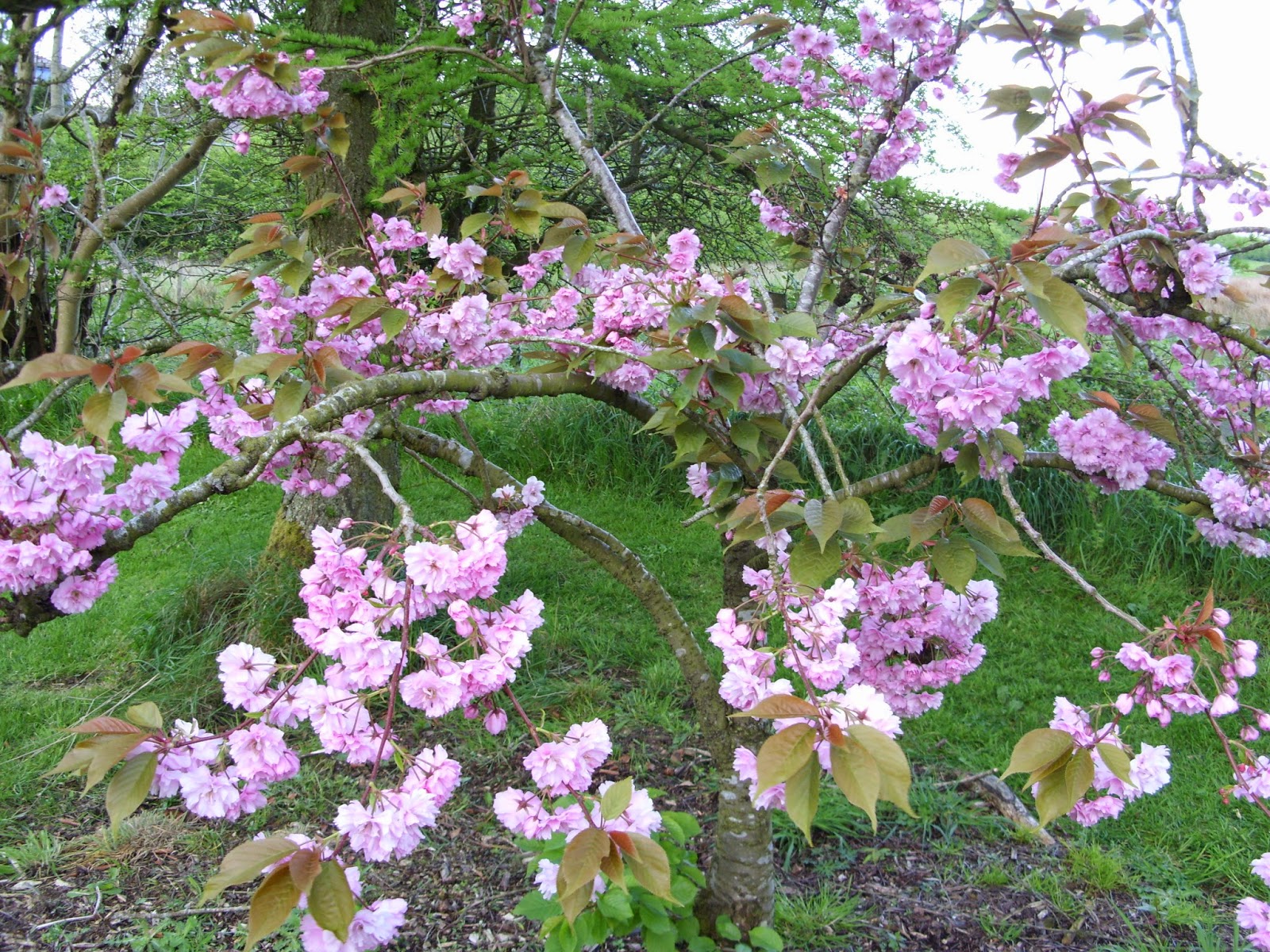 Kelli's Northern Ireland Garden Ornamental Cherry Tree