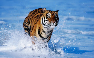 Runing Tiger in water pictures