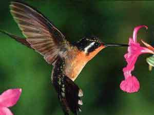 Jenis Burung Makanan Burung Dan Cara Merawat Bentuk Morfologi Adaptasi Pada Paruh Burung Kolibri