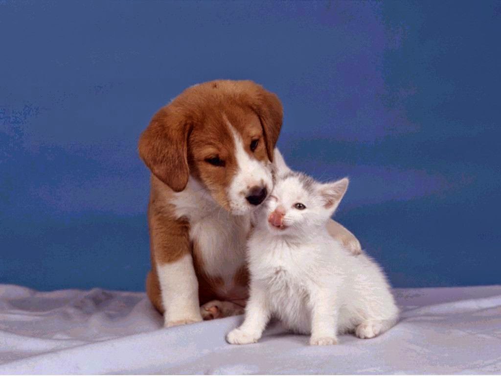 Wallpaper Glamour Cute Cat Wallpapers Free Hd Wallpapers Of Cute Cat