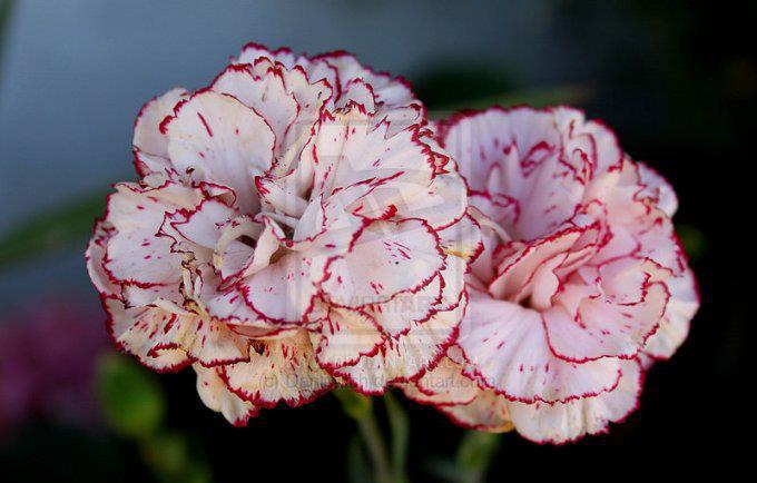 Facts About Carnations | factsram blogspot interesting facts about carnations Facts About Carnations | factsram blogspot interesting facts about carnations