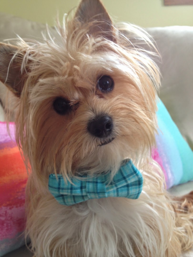 Let's Shop Collar Me Charming Fashion meets Food