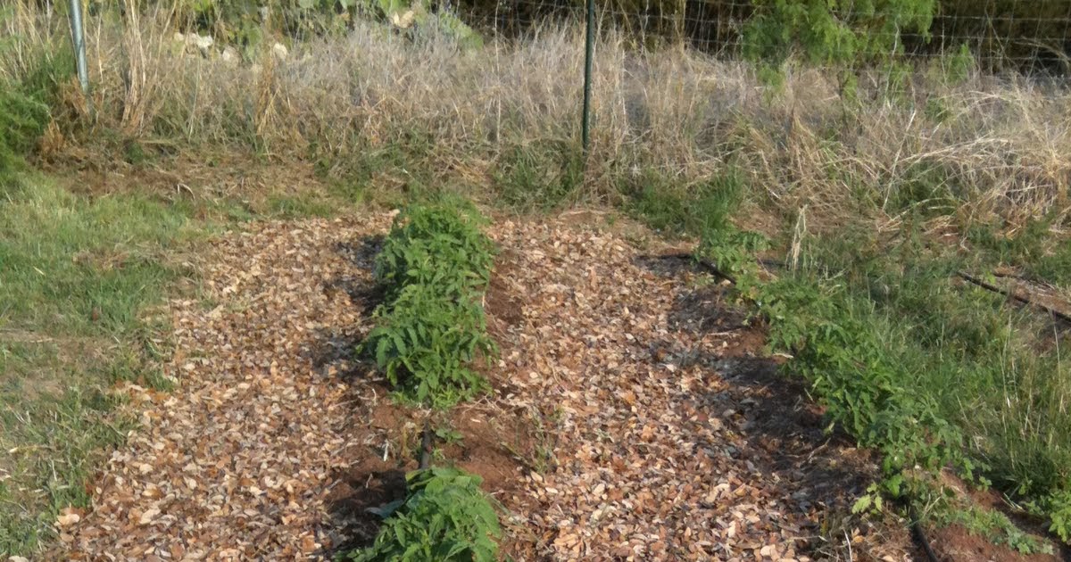 The Accidental Huswife Oak Leaf Mulch