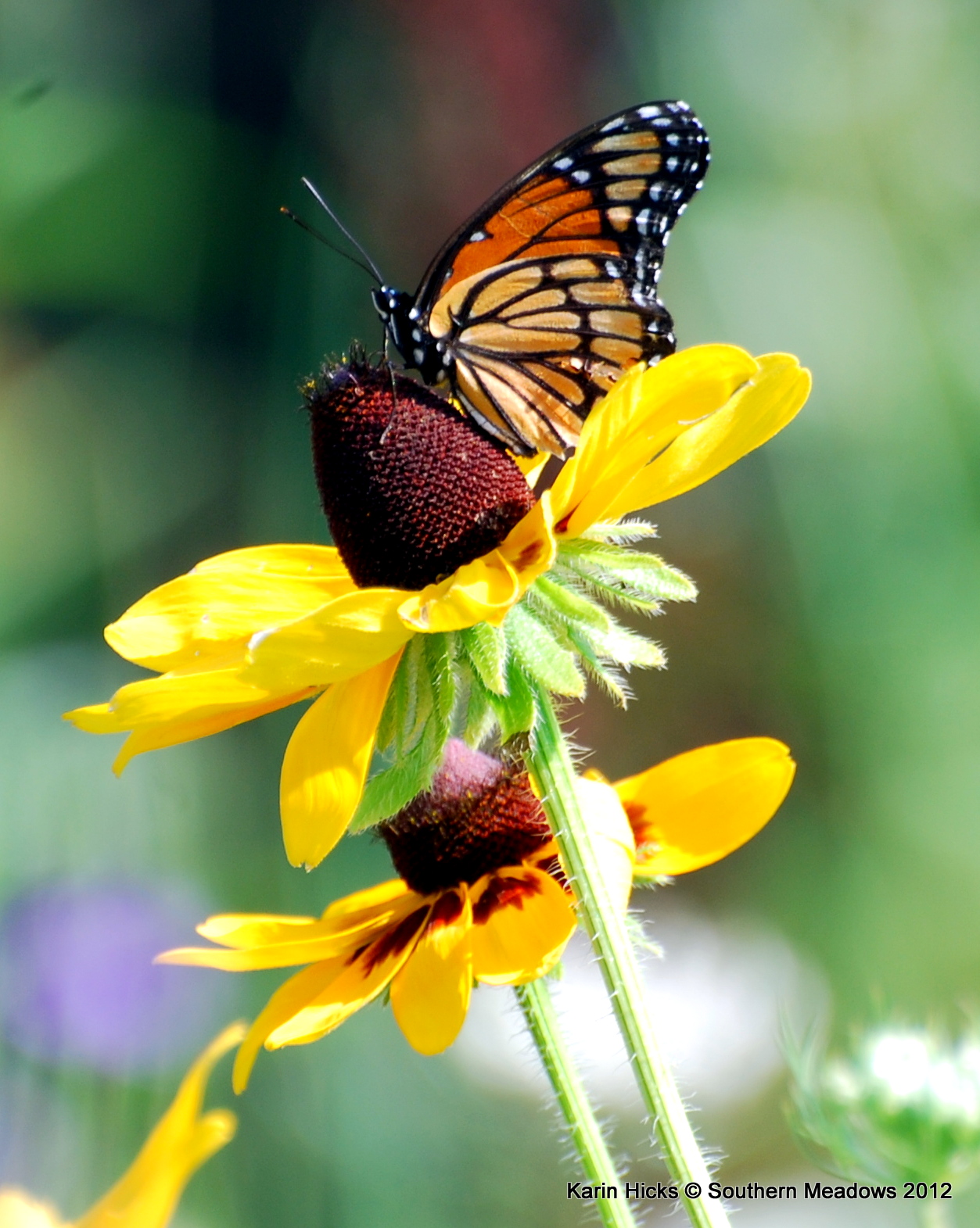 Monarch Butterflies in Michigan