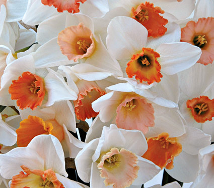 flowers for flower lovers.: Daffodils flowers wallpapers.