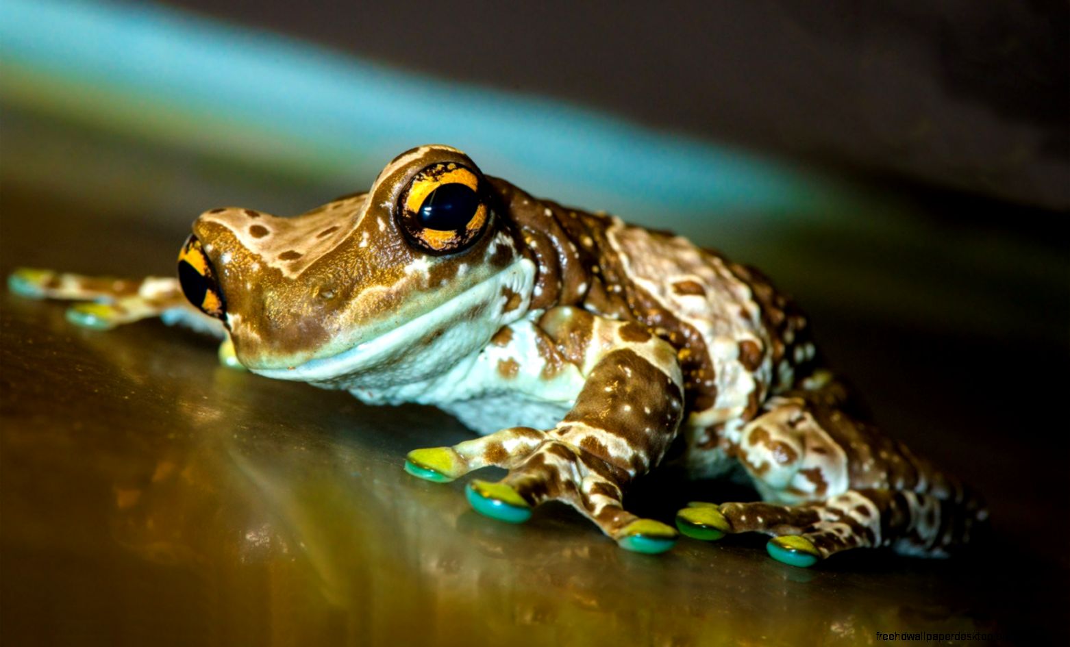Beautiful Frog Desktop Beautiful Frog Desktop