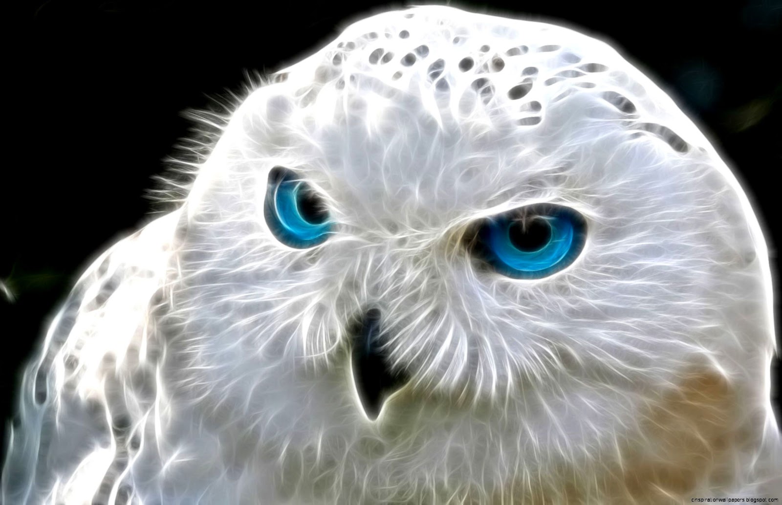 White Owl with Blue Eyes White Owl with Blue Eyes