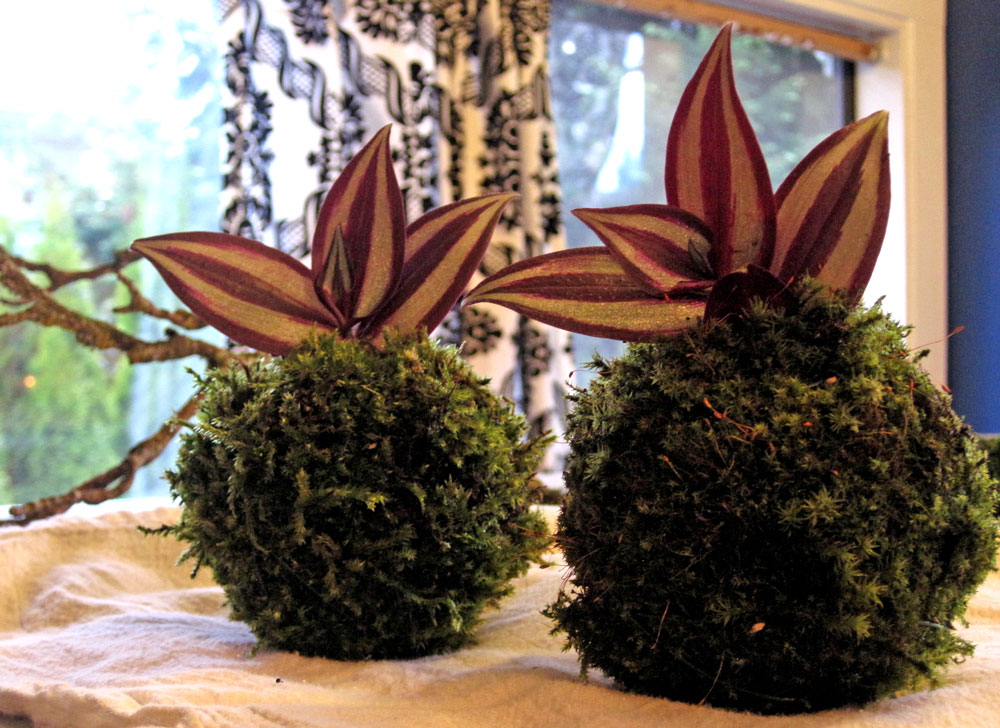 YedOmi How To Moss Ball Planters