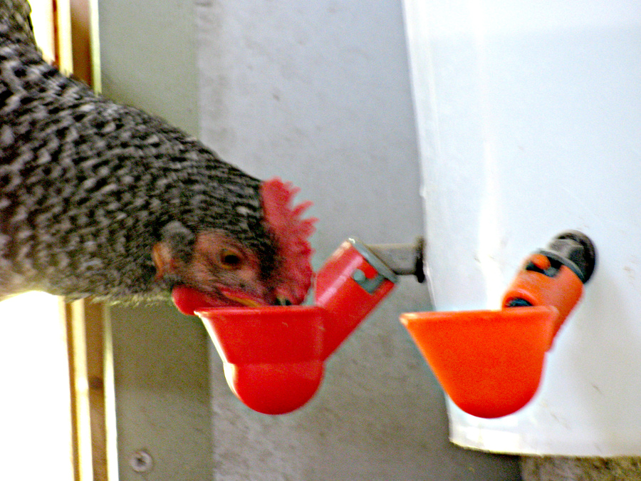 Chicken Drinker Cups 5 waterer poultry hen chick bird 3//8/" thread