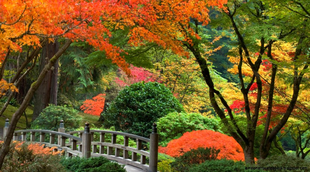 Beautiful Trees Wallpaper Wallpapers HD Fine Beautiful Trees Wallpaper Wallpapers HD Fine