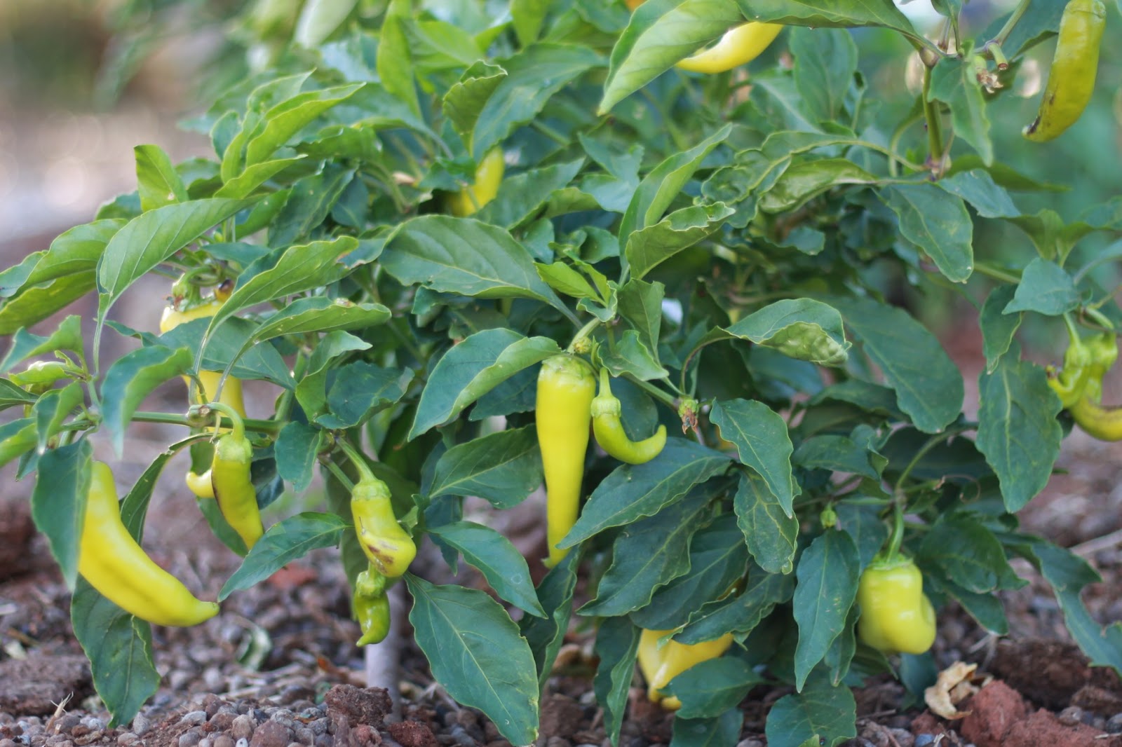 The Shady Baker Autumn in the vegetable garden
