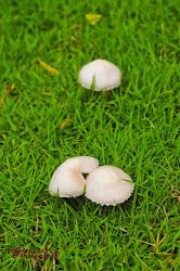 Mushroom after Rain