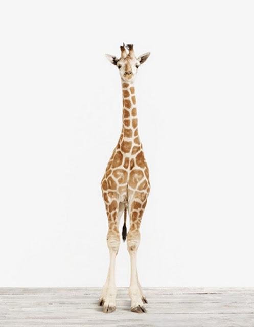 cute baby animal pictures, sharon montrose photos, baby animal pictures, cute baby giraffe picture