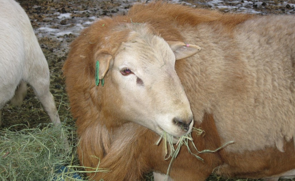 AVERY's KATAHDIN SHEEP Now Showing......THE MANE ATTRACTION