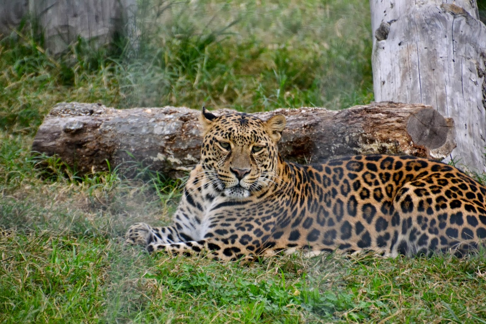 The Sparacino Chronicles Turpentine Creek Wildlife Refuge