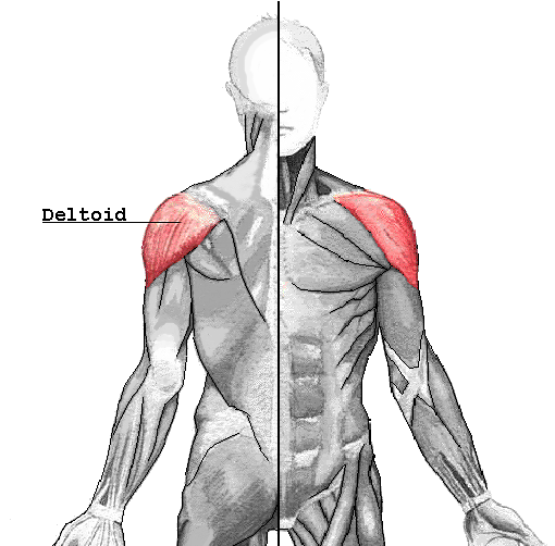 VASTRAL PHYSIOTHERAPY CLINIC Deltoid Muscle Detail