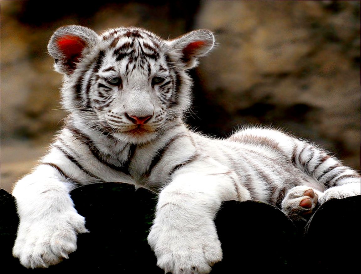 White Tiger Cub Wallpapers Wallpaper Cave White Tiger Cub Wallpapers Wallpaper Cave