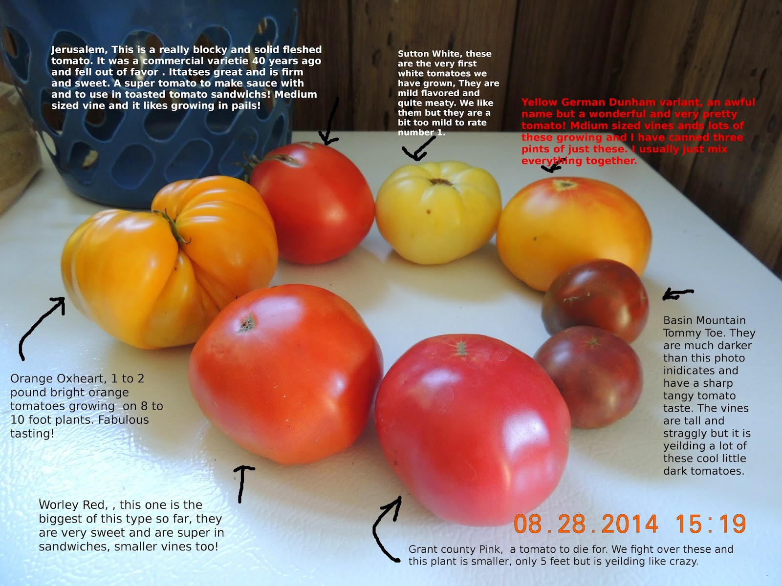 Rosedale Tomatoes: An Heirloom Variety with PL and RL Types