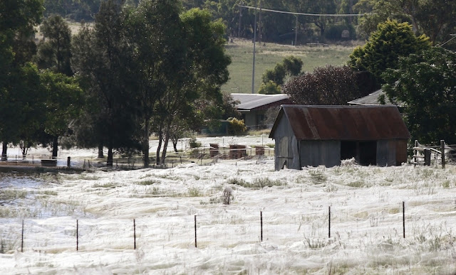 spider web, giant spider web, spider web forest, australia flood, gigantic spider web