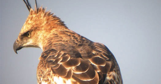 Mengenal Hewan dan Tumbuhan Nama Ilmiah Elang Jawa