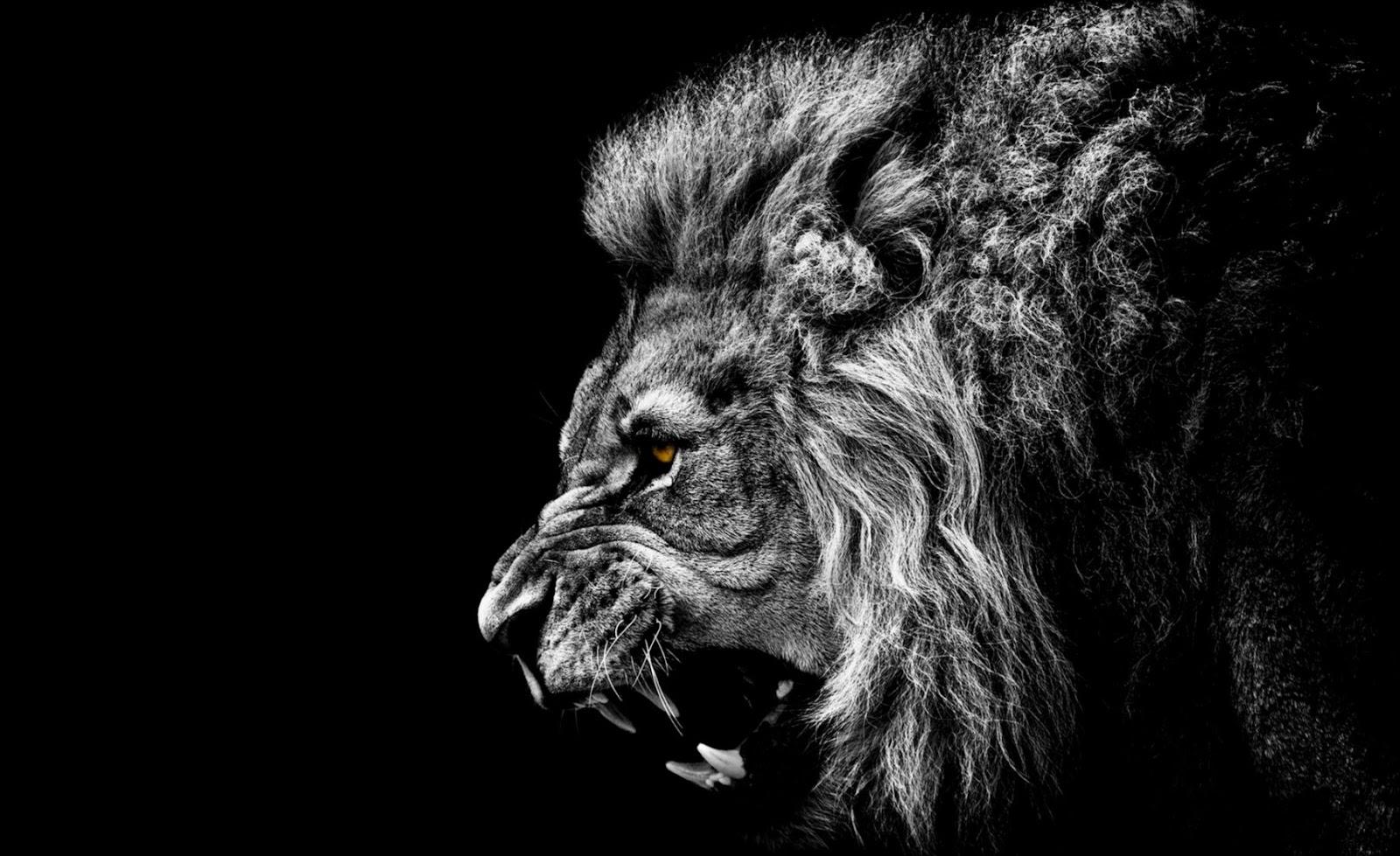 Lion Roaring Cool Desktop Backgrounds Lion Roaring Cool Desktop Backgrounds