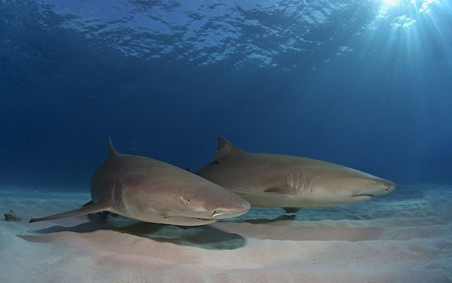 Photo of two sharks swinning on the bottom of the sea