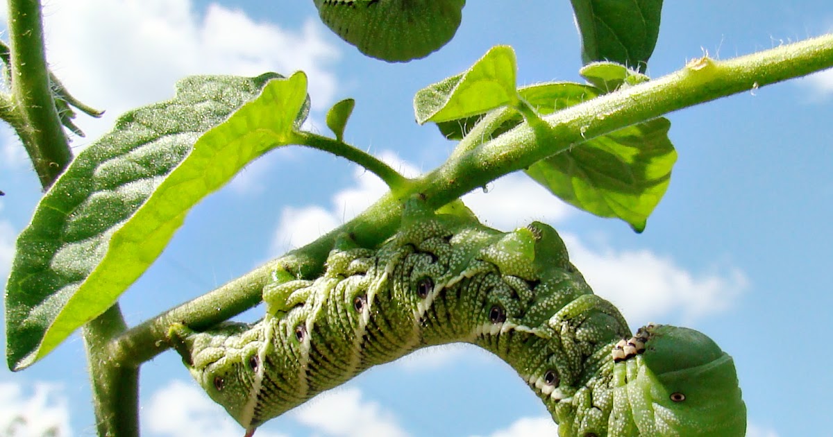bearded-dragon-hornworms-image-3.jpg