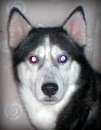 Zorro (Siberian Husky)