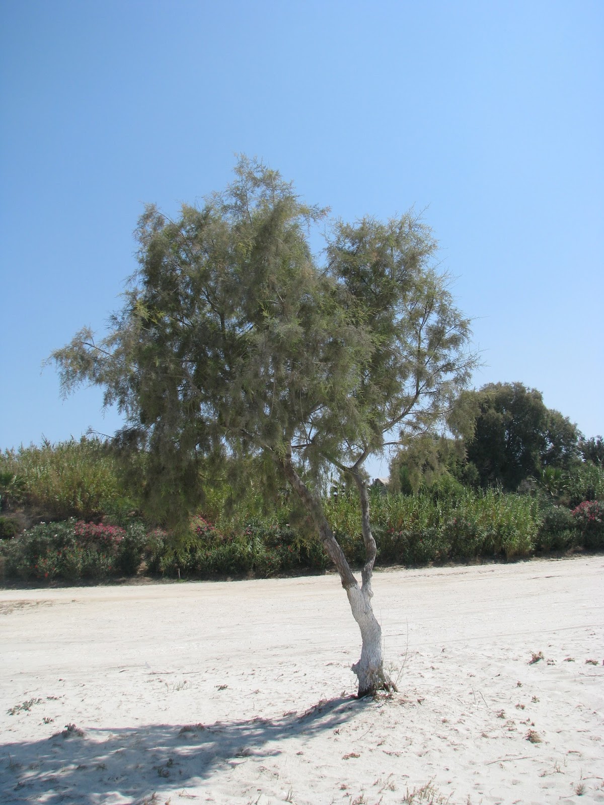 Of Salt Cedar (Tamarix) Discovering Kos and the surrounding islands